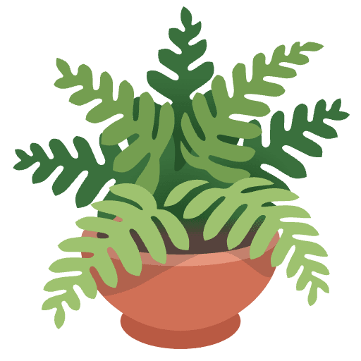 Fern